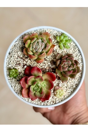 Mialys İthal Koleksiyonluk Sukulent Aranjmanı | 3’lü Rozet Tasarım ve Pıtırcı...