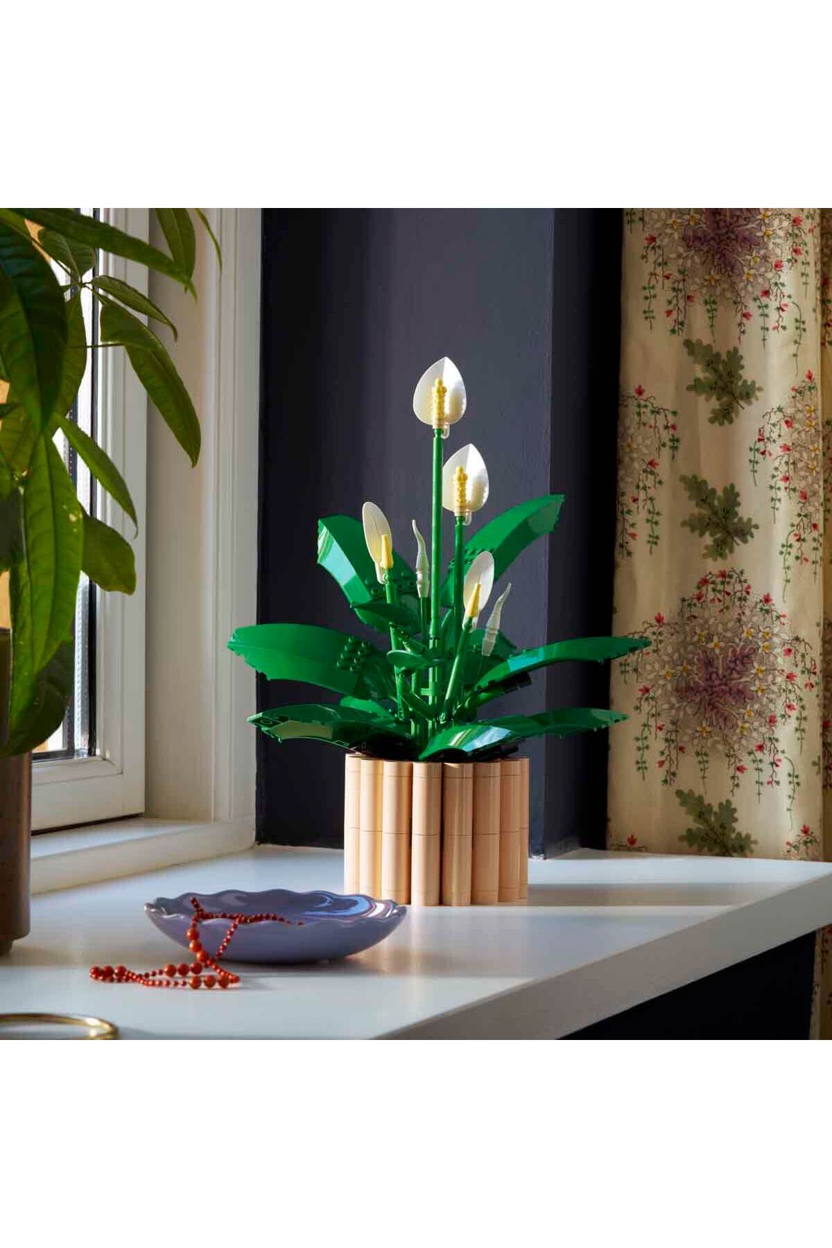 گیاهان پیس فلور ۱۱۵۰۴