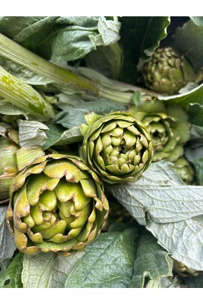 Enginar Mevsimi Dalından (SOYULMAMIŞ) Taze Kalp Aydın Enginarı | 5 Adet