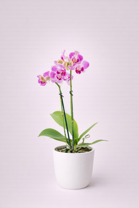 Tomurcuk Trend Mini Royal Purple Orkide – Dekoratif Phalaenopsis