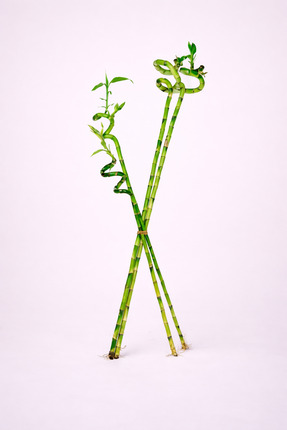 Tomurcuk Trend Dal Bambu (Lucky Bamboo) – Şans ve Bereket Bitkisi 4'lü