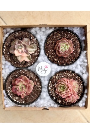 Mialys İthal Koleksiyonluk Sukulent Tanışma Seti II | Nadir Pembe Türler 4’lü...