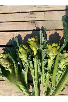 Enginar Mevsimi Dalından (SOYULMAMIŞ) Taze Dolmalık Aydın Enginarı | 15 Adet
