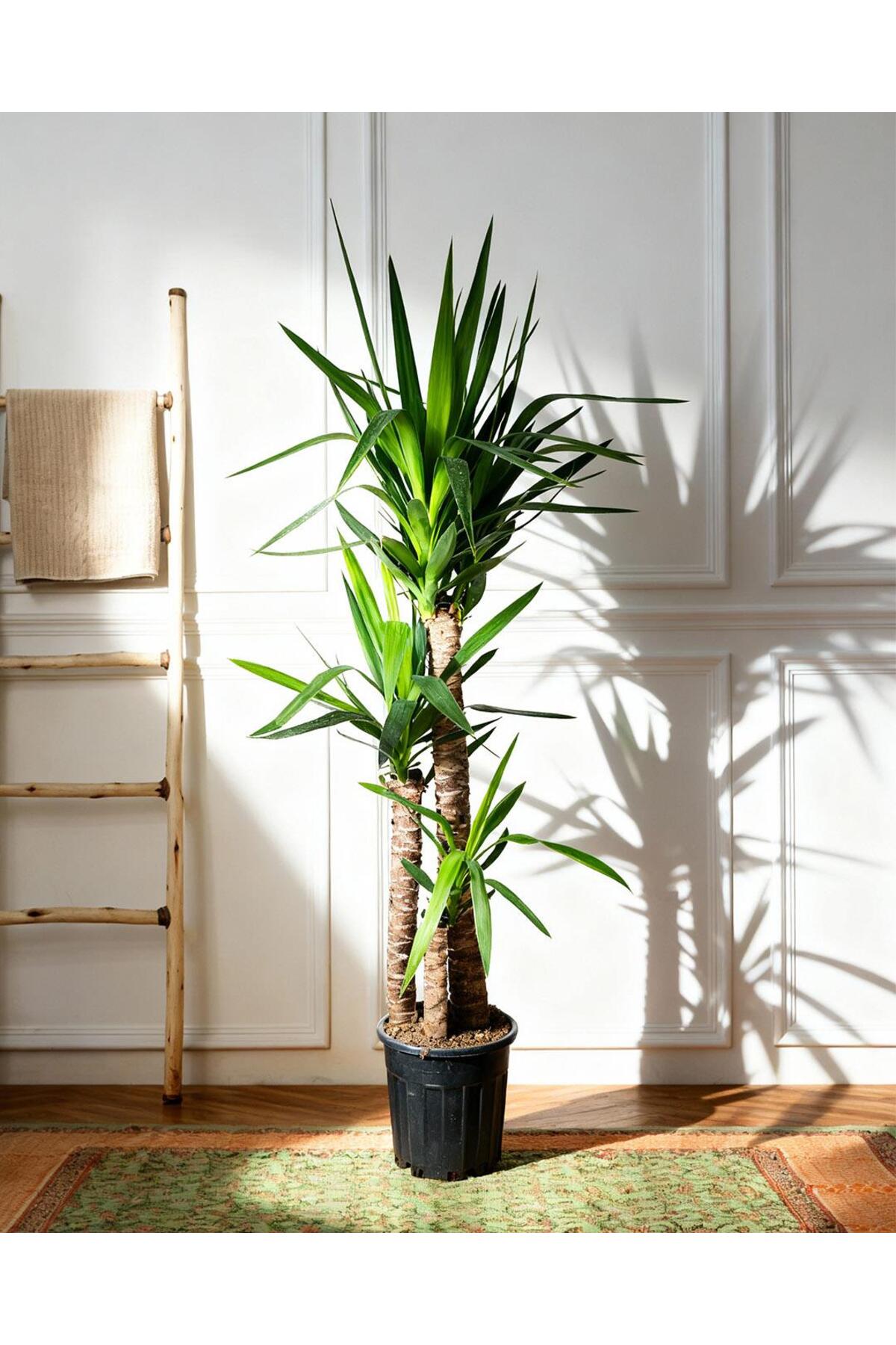 gardenkoala Yuka Bitkisi Üç Gövdeli – Yucca elephantipes – 30-60