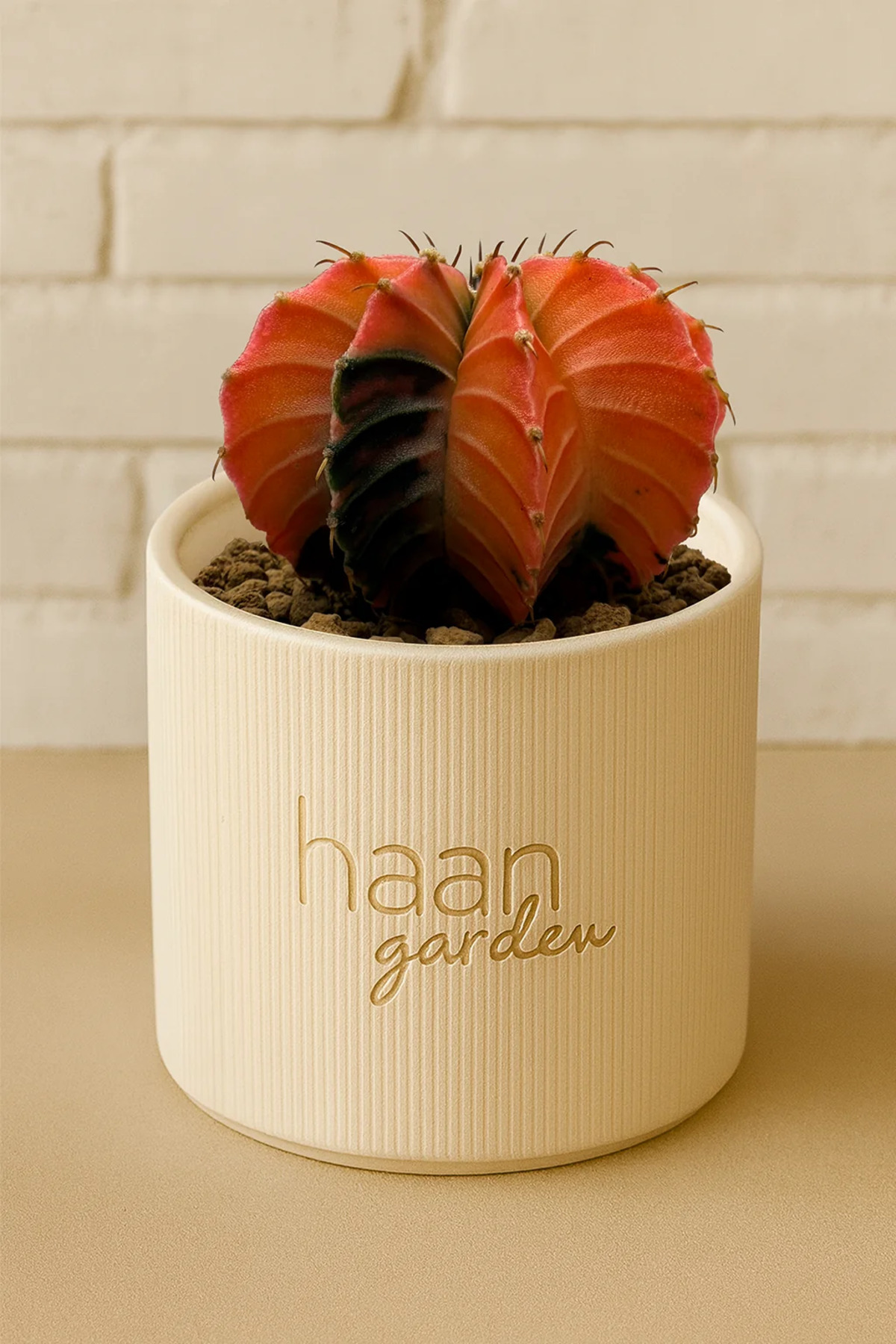 ダブルヘッド　Gymnocalycium sp. variegated 鉢で発送 haan garden Gymnocalycium Variegata / Kaktüs - Fiyatı, Yorumları