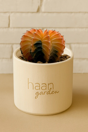 TREND Gymnocalycium Variegata / Kaktüs