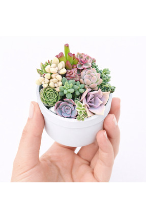 Mialys Premium İthal Mikro Sukulent Aranjmanı Hediyelik Canlı Bitki - 8 cm Sa...