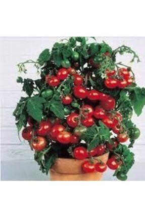 200 Adet Tohum Süper Paket Cherry Domates Tohumu Saksılık Süpriz Hediye Tohumludur 554ef5rrty5rf