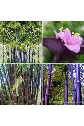 10 Adet Mor Bambu Ağaç Tohumu Orjinal Moso Bambu Tohumu Sürpriz Hediye Sebze Tohumu 5556ttgthh6te3