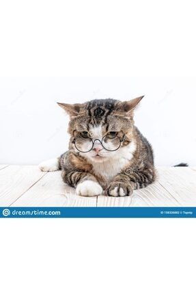 Kedi Köpek Gözlüğü Mini Irklara Özel Şeffaf 8 Cm 86976lnşeaf