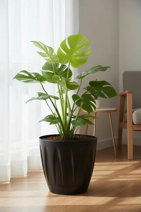 Bliss Papatya Saksı 12 lt Parlak Plastik Kendinden Tabaklı Drenajlı Çiçek Sak...