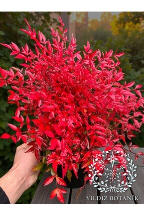 YILDIZ BOTANİK Nandina Seika Renk Değiştiren Cennet Bambusu Nandina Obsession...