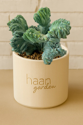 TREND Geometrizan Cristata / Kaktüs