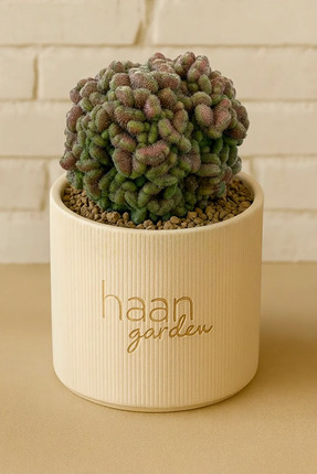 haan garden Mammillaria Spinosissima / Kaktüs