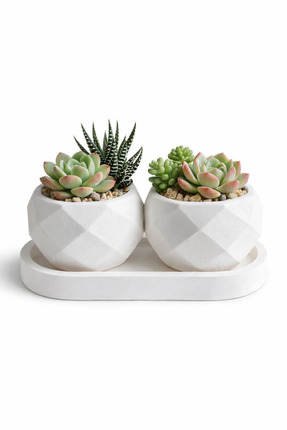 nilux Premium Geometrik Desenli Sukulent Saksı Ve Tepsi