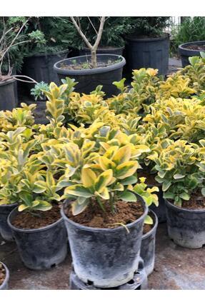 ÇELİK PEYZAJ VE ÇİÇEKÇİLİK Taflan (Euonymus Japonica Aurea)