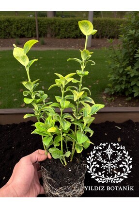 YILDIZ BOTANİK 10 Adet Altuni Gold Taflan Çit Bitkisi Sarı Taflan Fidanı 25-3...