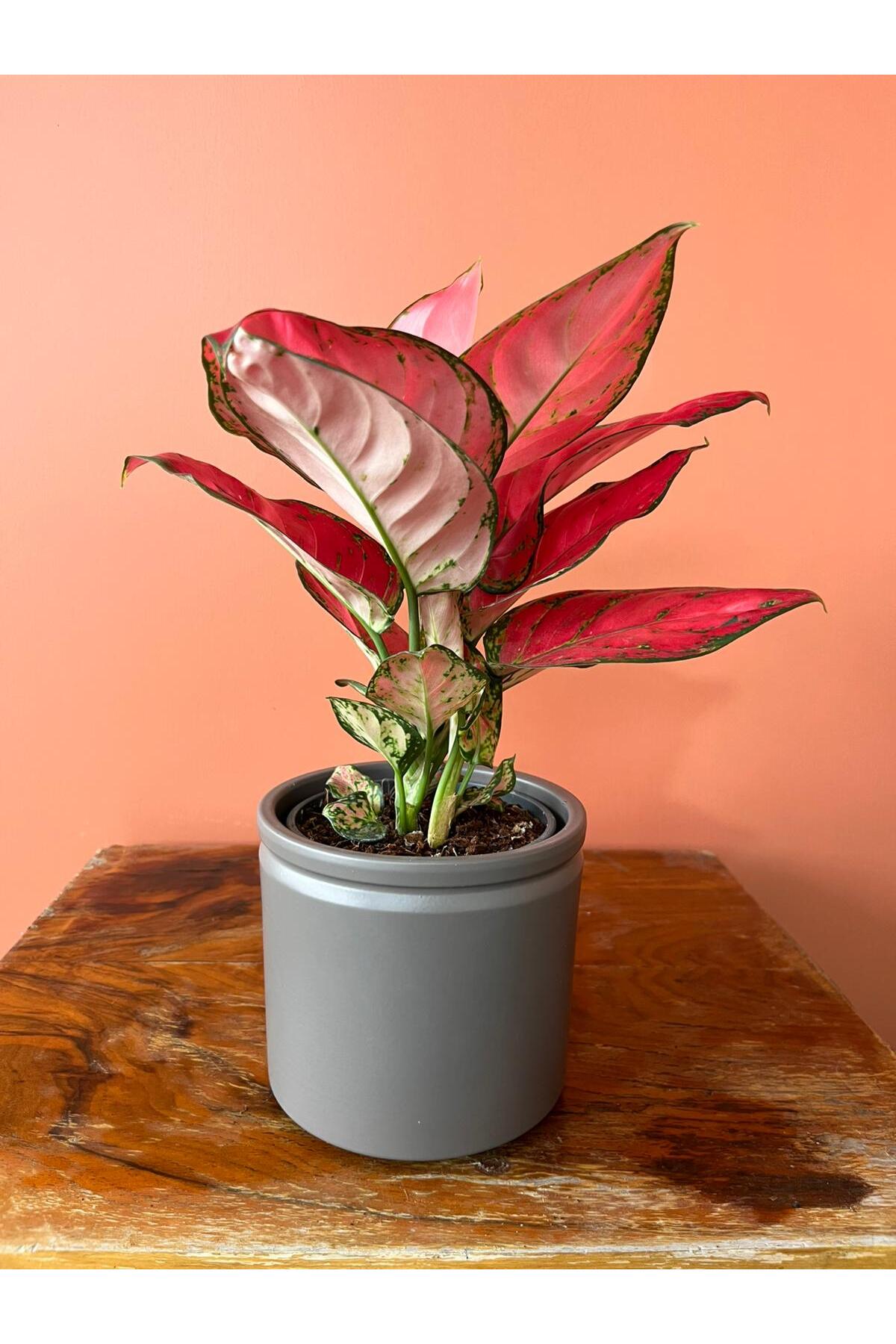 GREENVILA Pembe Aglaonema (Çin Herdemyeşili) | Bakımı Kolay İç