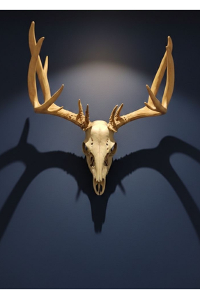 RITA ROSSA Büyük Boy Gerçekçi Geyik Kafatası & Boynuzu Trofe Duvar Dekoru | R...