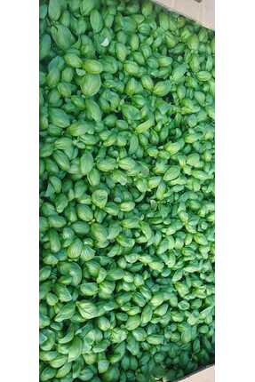 Fideon Fesleğen Fidesi | Bahçe ve Saksıya Uygun – 5 Adet