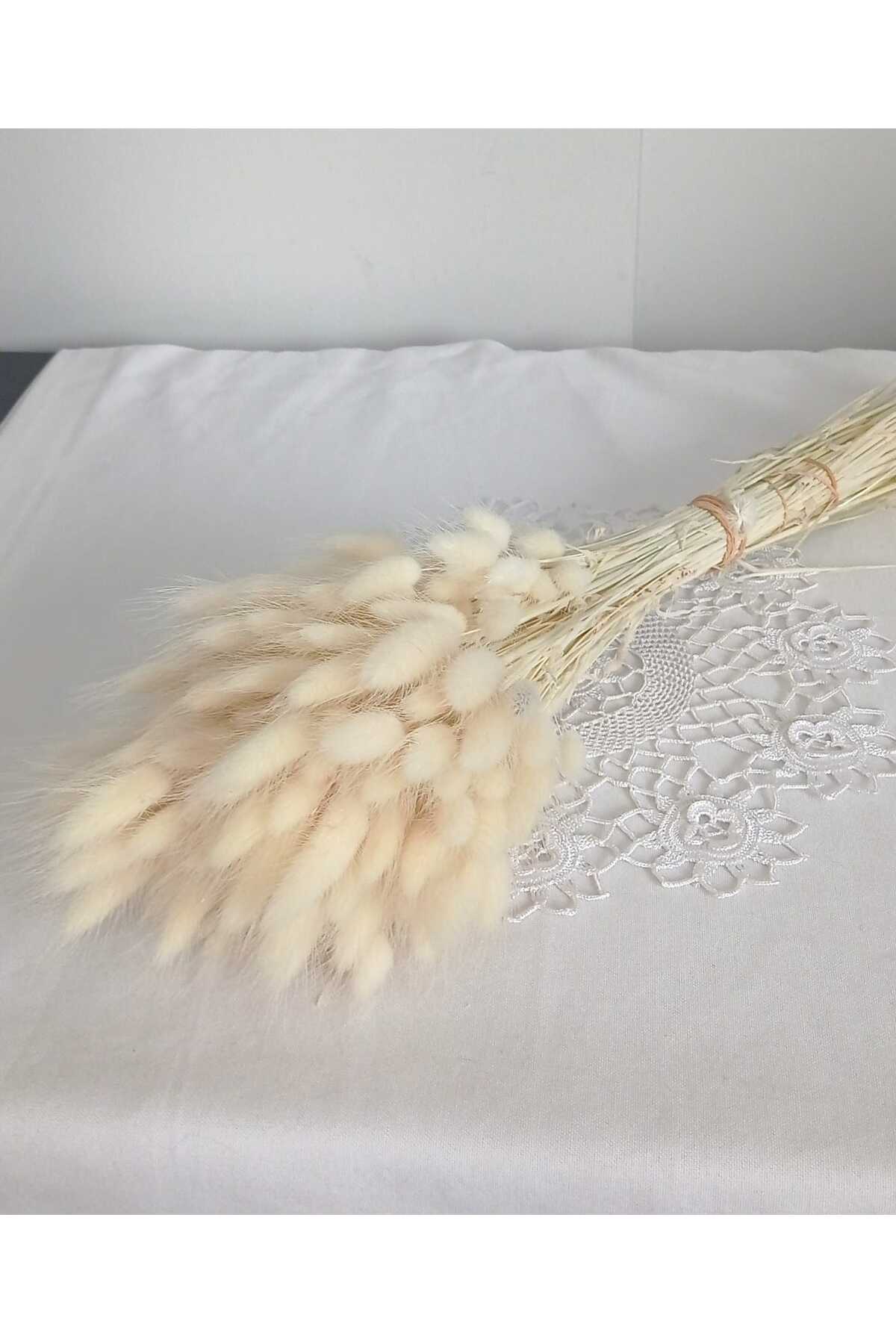 Cottonseed Lagurus white dried flower 80-90 branches