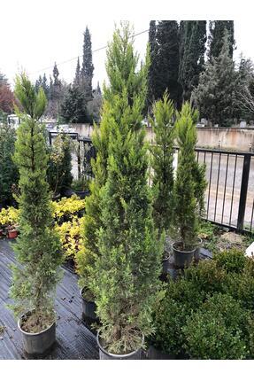 ÇELİK PEYZAJ VE ÇİÇEKÇİLİK limon çamı