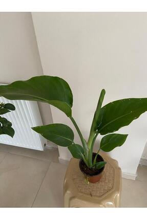 ÇELİK PEYZAJ VE ÇİÇEKÇİLİK starliçe (cennet kuşu) ev,ofis bitkisi