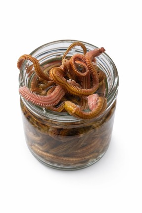 YEM DÜNYASI Kum kurdu Salamura 20 adet