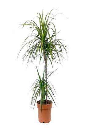 ÇELİK PEYZAJ VE ÇİÇEKÇİLİK Madagaskar Dragon Ağacı - Marginata Çiçeği (Dracen...