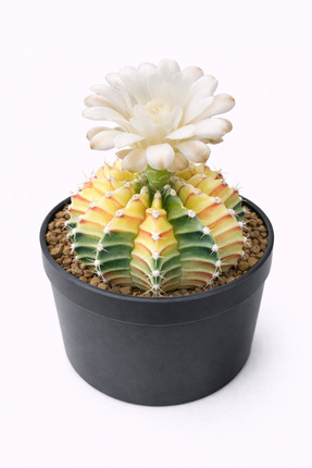 Mialys İthal Renkli Kaktüs Gymnocalycium Mihanovichii Variegated LB2178 Neon ...