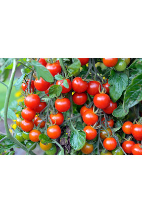 Sümer Tohum 20 Adet Yerli Doğal Cherry Domates Tohumu