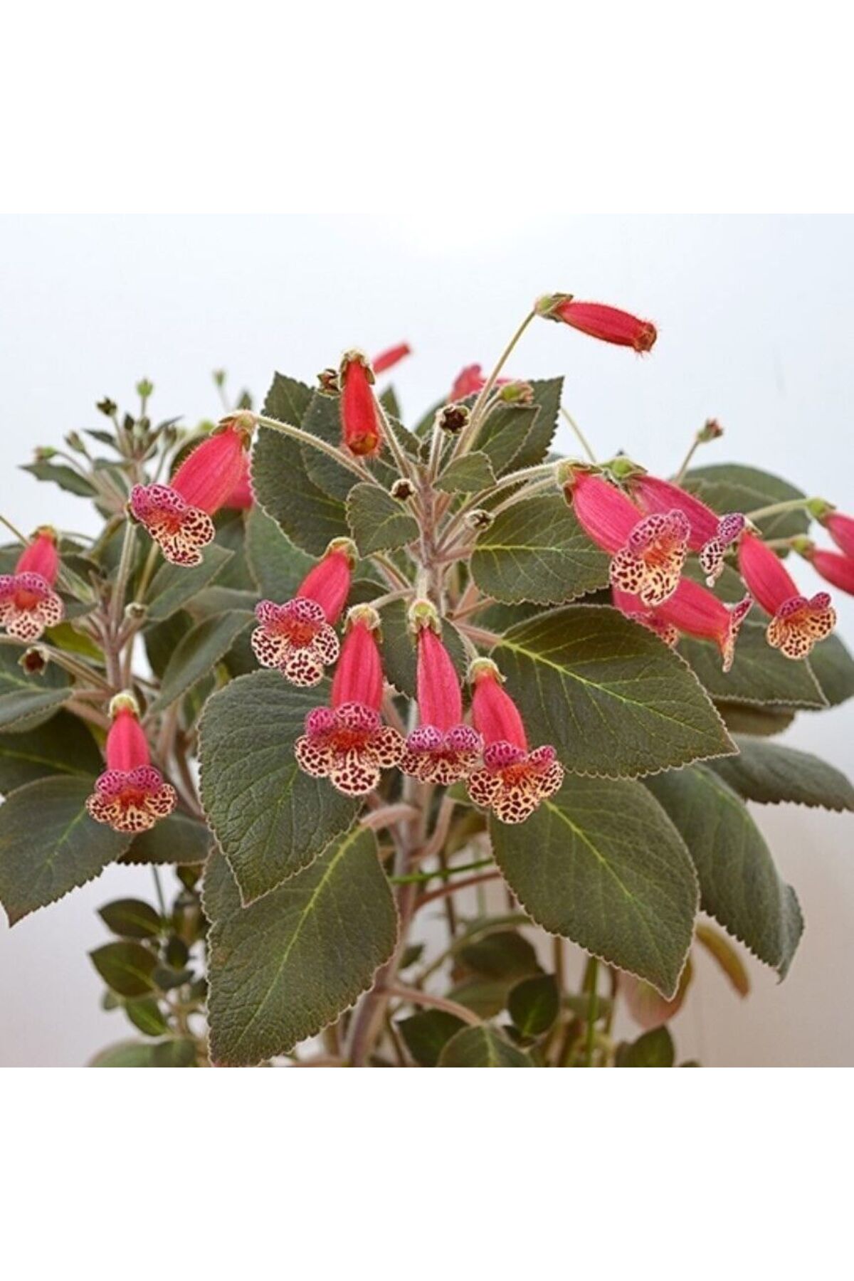 Bilgarden Özel Tür Brimstone Kohleria Japon Küpelisi Çiçeği Fidesi
