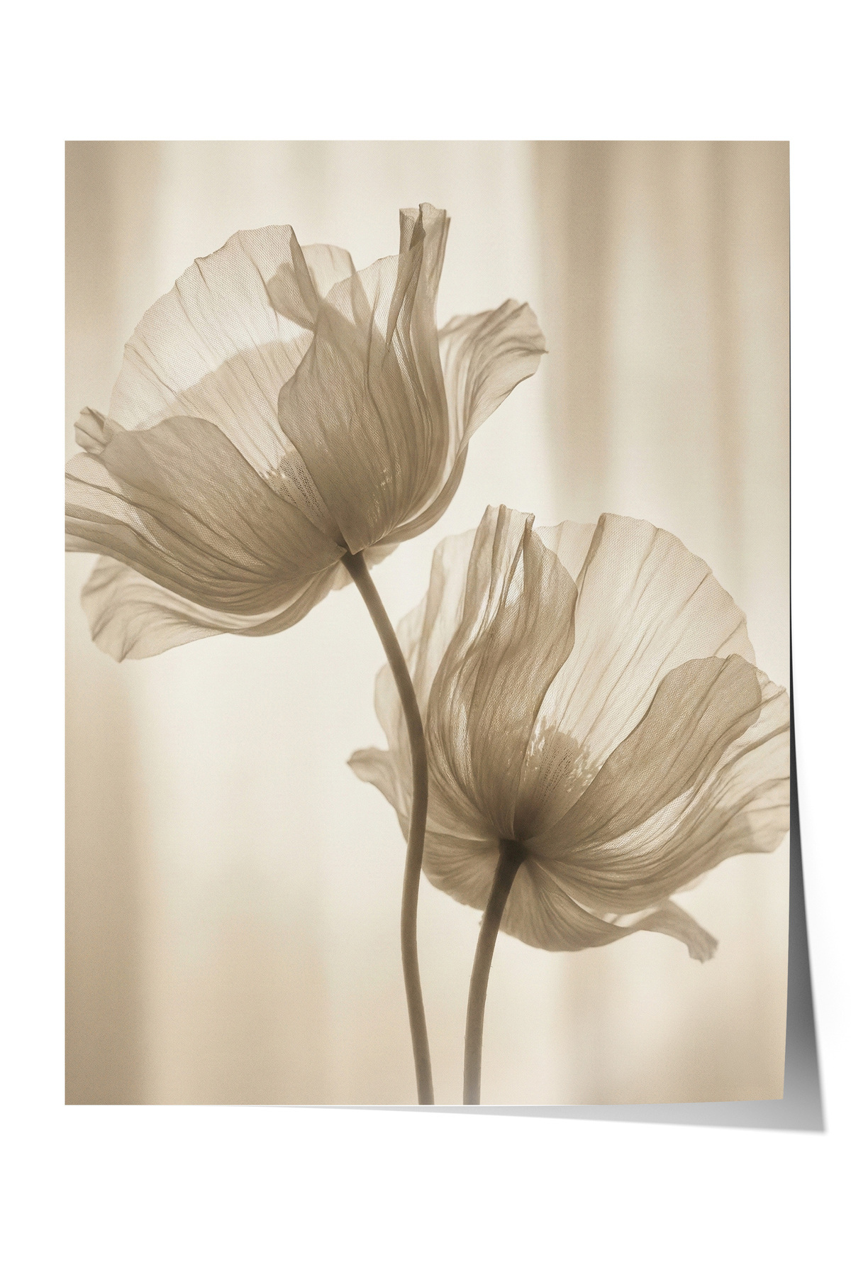 Poster Transparent Poppy Flower Neutral Tone Minimal Photo Living Room Decor