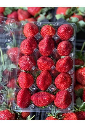 ADKTROPİKAL 15 ADET ANAMUR ÇİLEĞİ