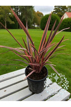 YILDIZ BOTANİK Phormium Tenax Tricolor Bitkisi Formium Yeni Zellanda Keteni F...