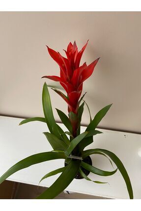 ÇELİK PEYZAJ VE ÇİÇEKÇİLİK guzmanya (guzmania) ev ofis bitkisi