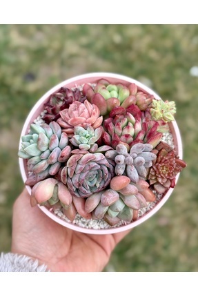 Mialys Premium İthal Sukulent ‘Pembe Rüya’ Çiçek Hediyelik Canlı Bitki - 12 c...