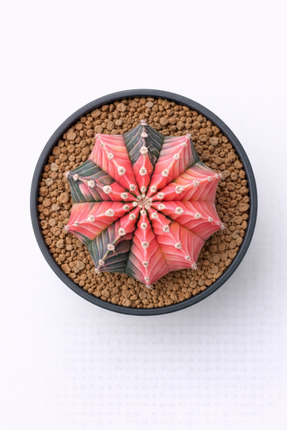 Kaktüs Premium İthal ‘Gymnocalycium’ – Kore Koleksiyonluk Özel Tür (Büyük For...