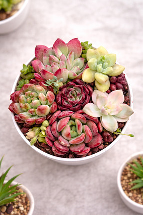 Mialys Mikro Sukulent Aranjmanı İthal ve Özel Türlerden Oluşan Hediyelik Canl...