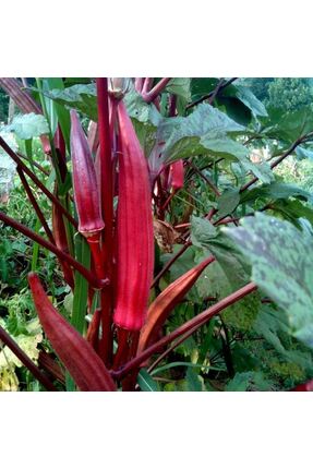 Sümer Tohum 10 Adet Yerli Doğal Kınalı Bamya Tohumu