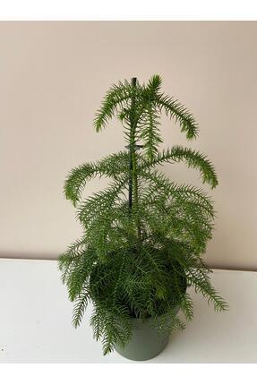 ÇELİK PEYZAJ VE ÇİÇEKÇİLİK salon çamı (AROKARYA)