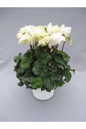 3 Adet Katmerli Beyaz Renkli Sıklamen Çiçeği Soğanı Kokulu IOMFTRNB654