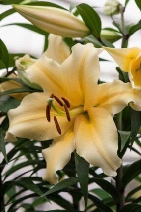 3 Adet Gün Sarısı Renkli Zambak Çiçeği Soğanı Kokulu FRDMJF23947