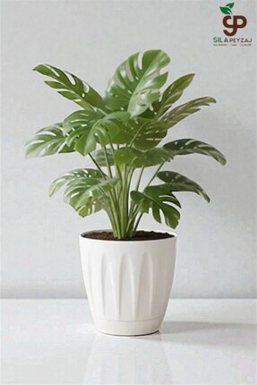 sıla peyzaj ve çiçekçilik Papatya Saksı 12 lt Parlak Plastik - Kendinden Taba...