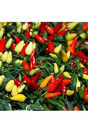 Sümer Tohum 20 Adet Yerli Doğal Renkli Konik Biber Tohumu