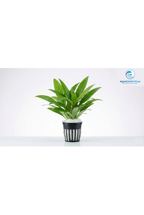 Aqua Expert Akvaryum Bitkileri Hygrophila Corymbosa Siamensis - Kolay Akvaryu...
