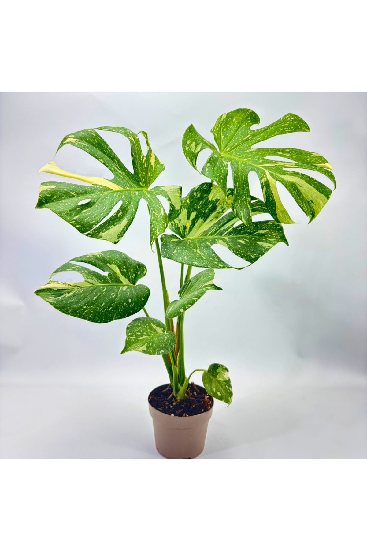 Ernaz Bitki Dnyas Monstera Variegata zel tr Deve Taban | 14 Cm Saks  40-50 cm Boy Tropikal Canl Bitki - Fiyat, Yorumlar
