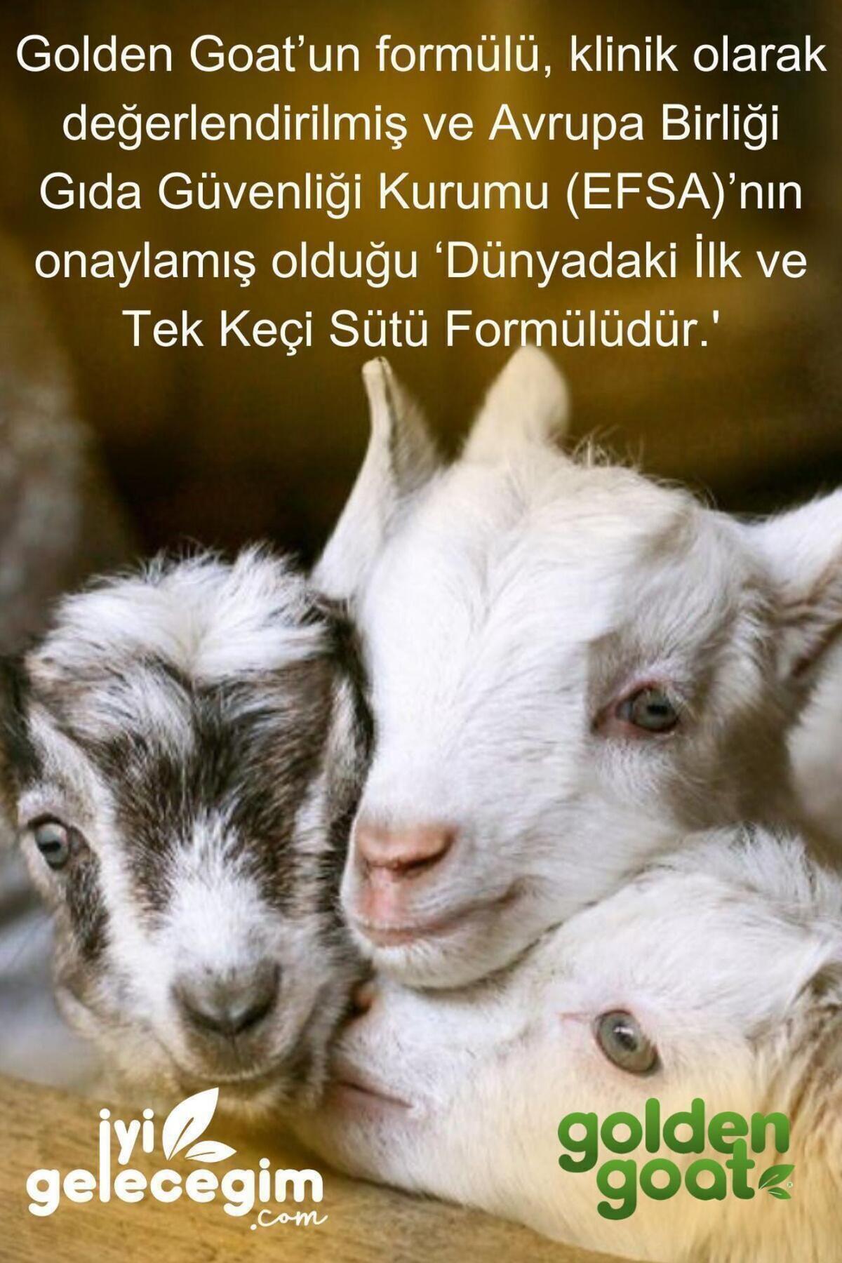 Golden Goat Keçi Devam Sütü 3 Numara 400 gr 6'lı Paket fotoğrafı 5 (önizleme)