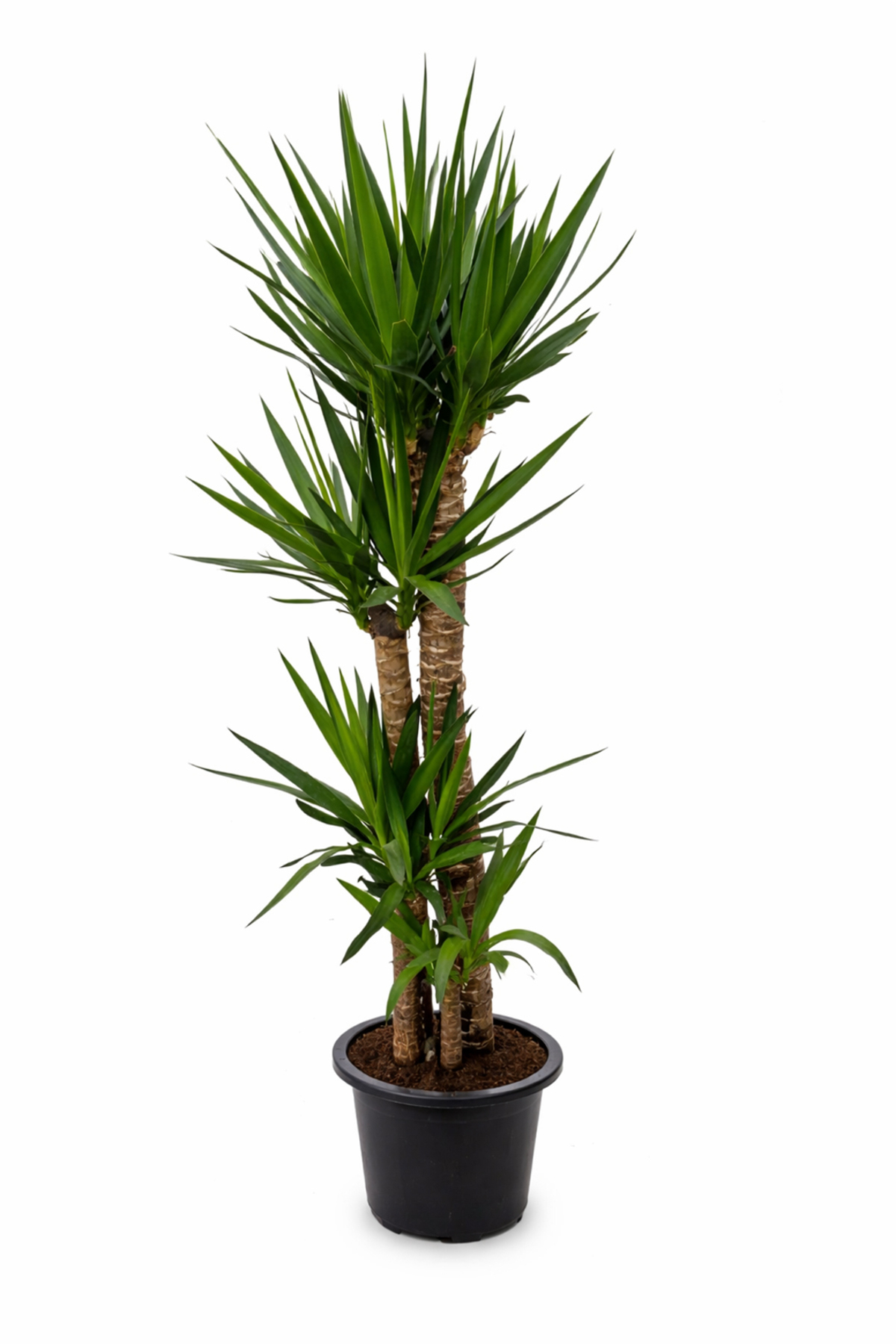 Genel Markalar Yucca (Yuka) Dört Gövdeli | 160-180 cm Boy