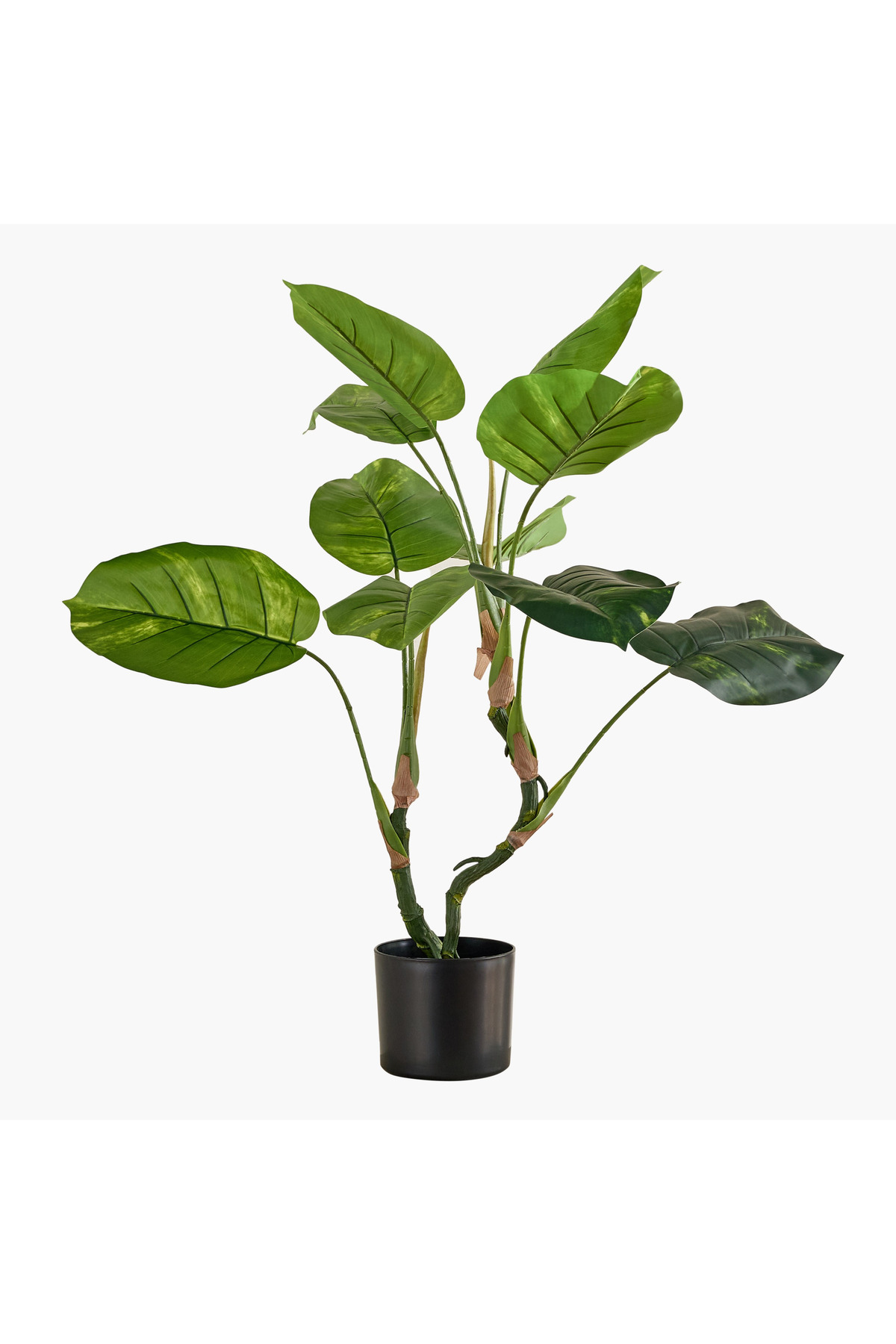 black vs green zz plant ZZ Plant Oscura